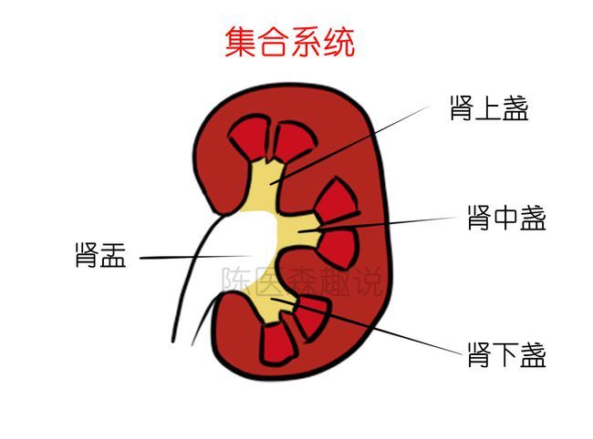 人的肾在哪里(人的肾在什么位置图片)