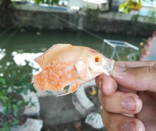 包头花鸟鱼虫市场在哪(包头热带鱼批发市场在哪里)