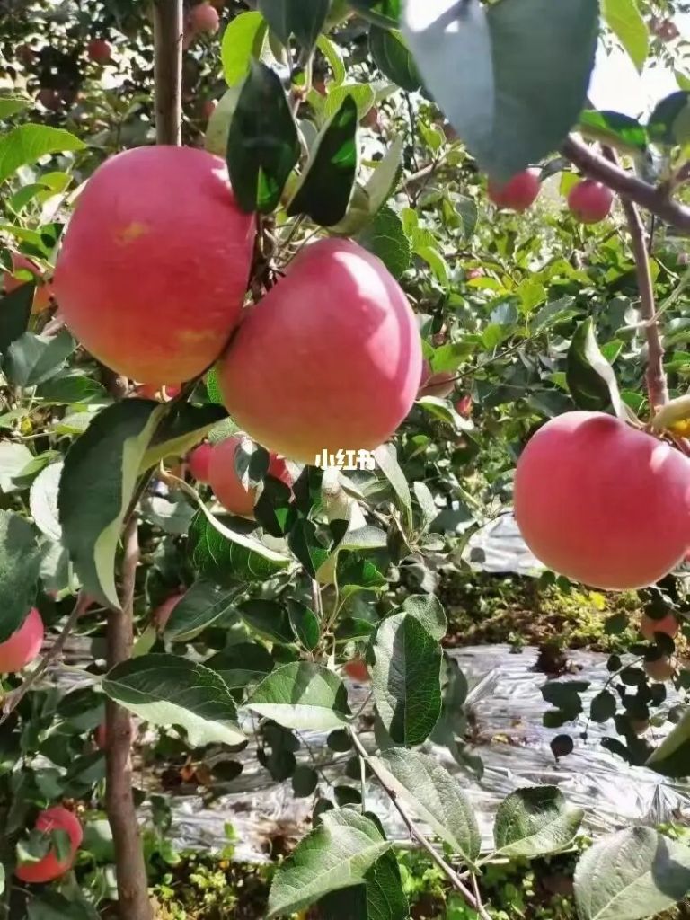 苹果变成大苹果(苹果苹果大苹果搞笑视频)