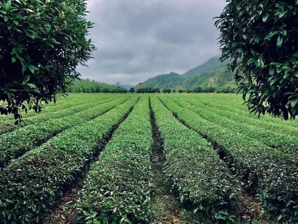 茶叶种在哪里(茶叶在哪里买正宗)