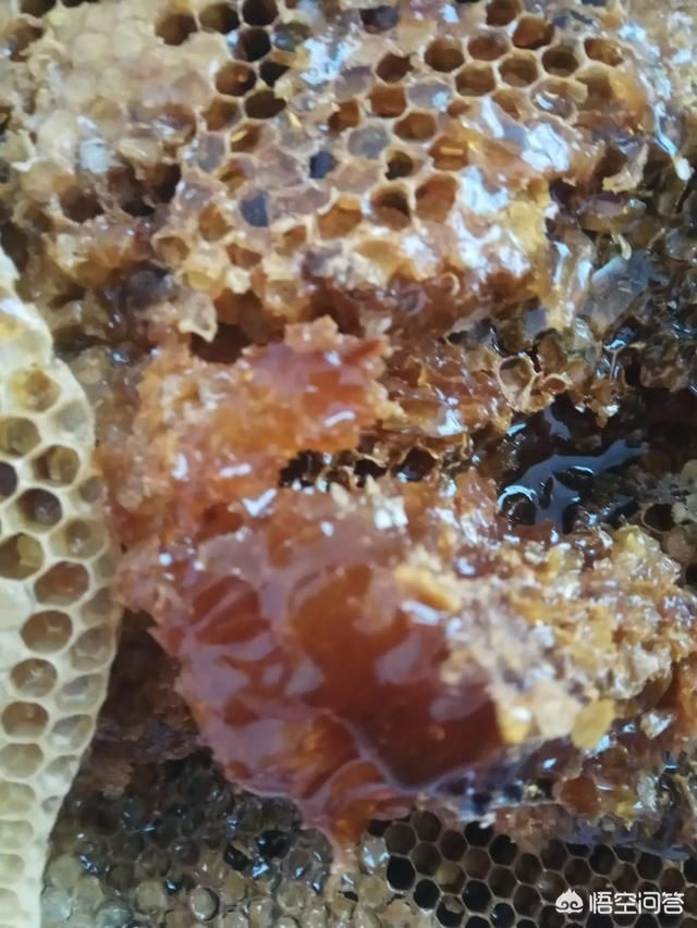 蜂蜜在哪弄(蜂蜜怎么弄出来)