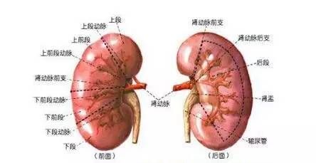 肾是在哪个位置(肾在哪个位置图片男)
