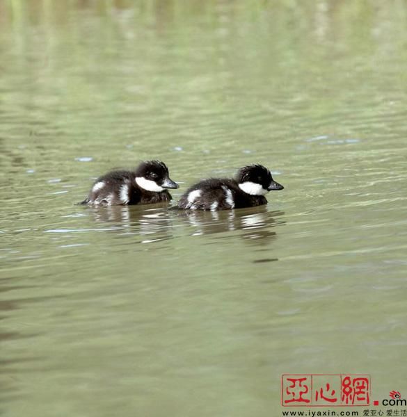 乌鲁木齐鸭子在哪儿找(乌鲁木齐做鸭子联系方式)