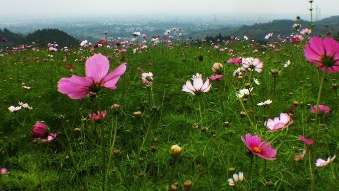 官仓玉皇山在哪里(金堂官仓玉皇山好玩吗)