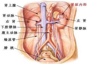 输尿管在哪个位置(输尿管在哪个位置图片)