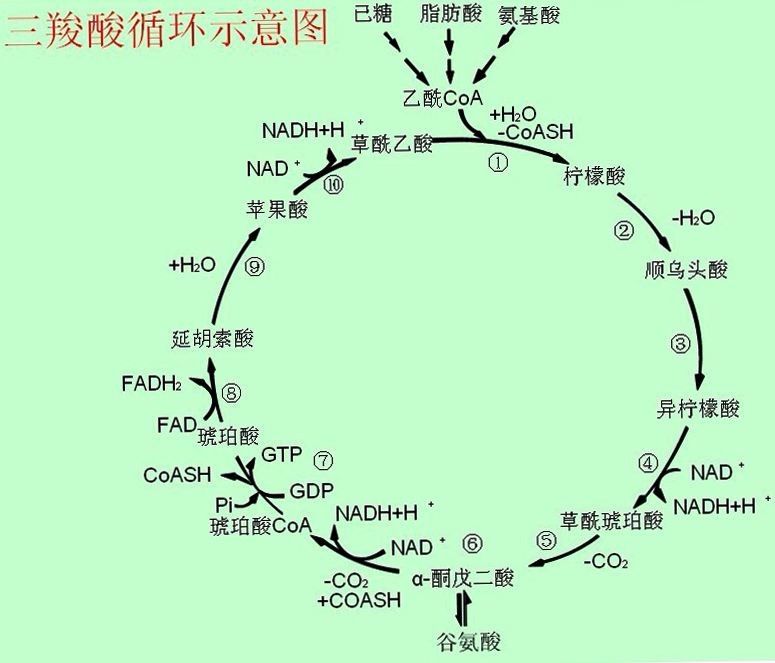 线粒体在哪(细胞质的功能)