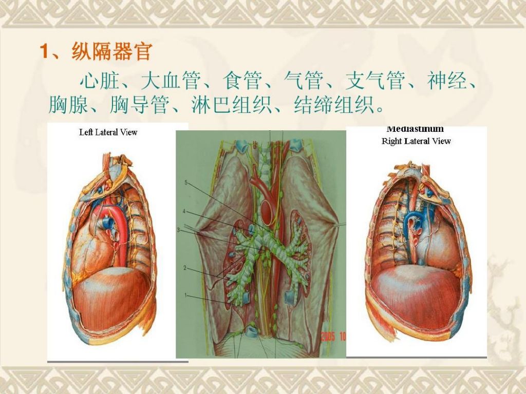 胸腺淋巴结在哪个部位的简单介绍