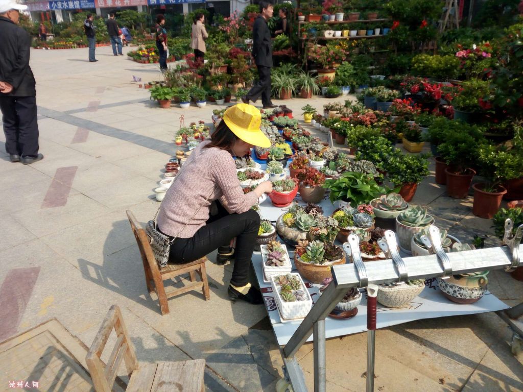 南昌花鸟市场在哪里(南昌二七北路花鸟市场)