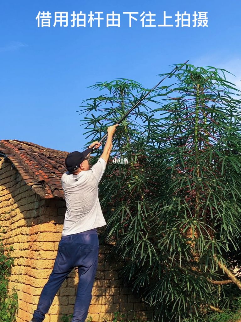 农村小时候的木薯的简单介绍