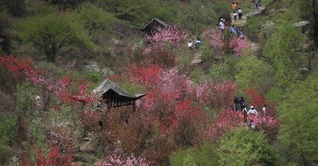 龙门桃林在哪(韩城渭南龙门镇)