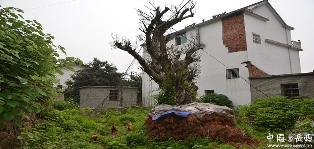 冶溪河在哪(冶溪镇石嘴村塘下组)