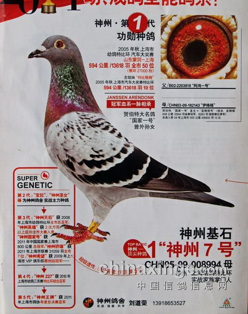 种鸽在哪买(养1000对肉鸽投资多少)