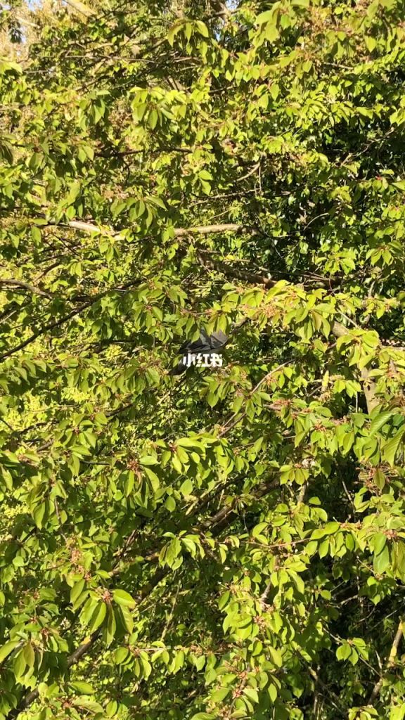 芙蓉锦在哪里可以看(电视剧芙蓉锦全集收看)