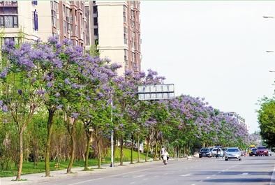 簇桥花街在哪里(成都经天路花街一条街)