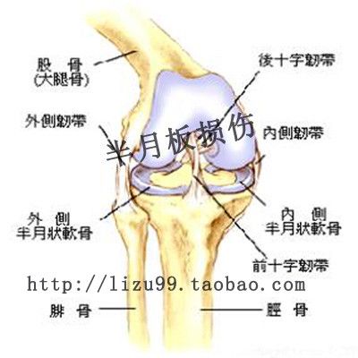 半月骨在哪(膝盖下面一点的位置痛)