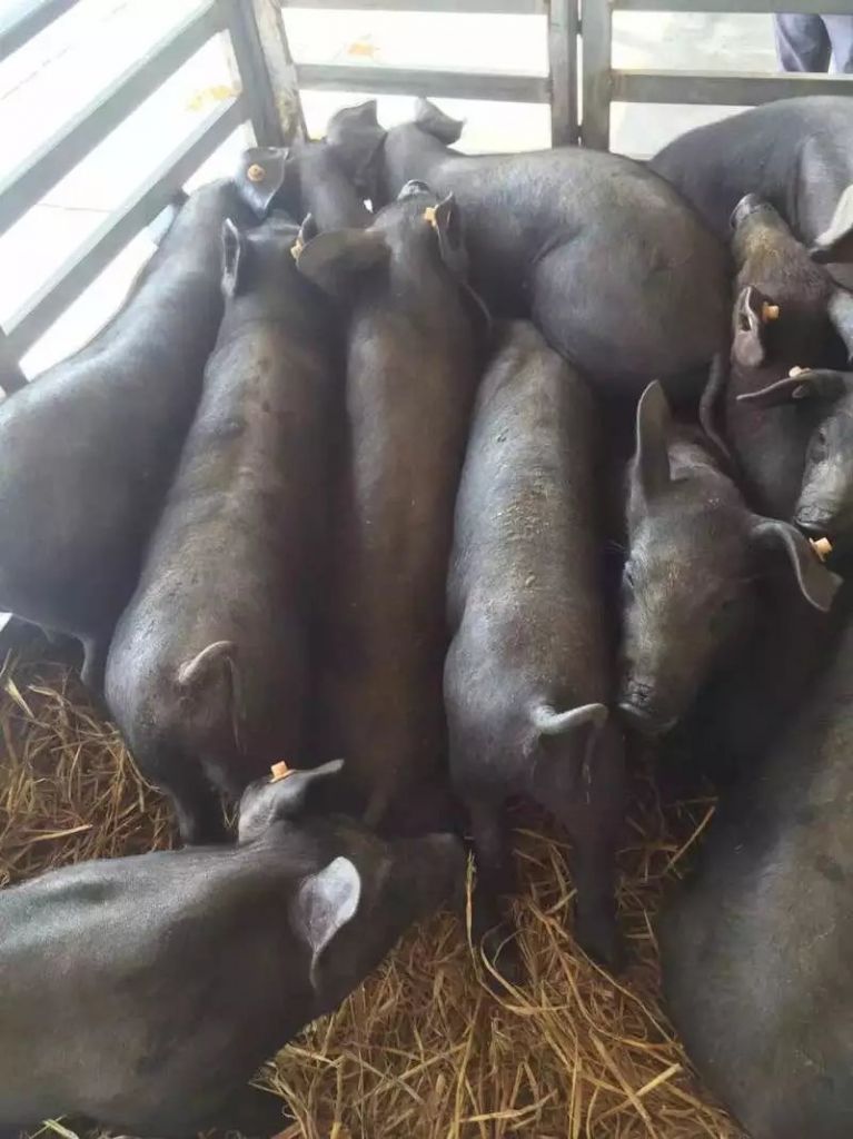 绵阳母猪湾在哪里(绵阳母猪湾家具一条街)