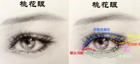 下眼睑在哪(下眼睑在哪个位置图解)