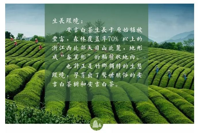 白茶的产区在哪里(贵州白茶的产地在哪里)
