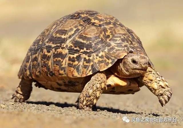 在哪找几头(数据线有哪几种)