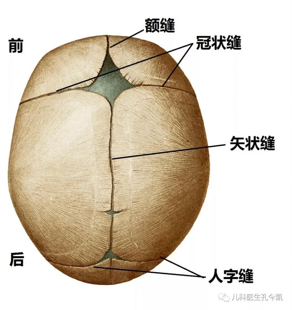 宝宝的前卤门在哪(宝宝的前卤门在哪里什么时候闭合)