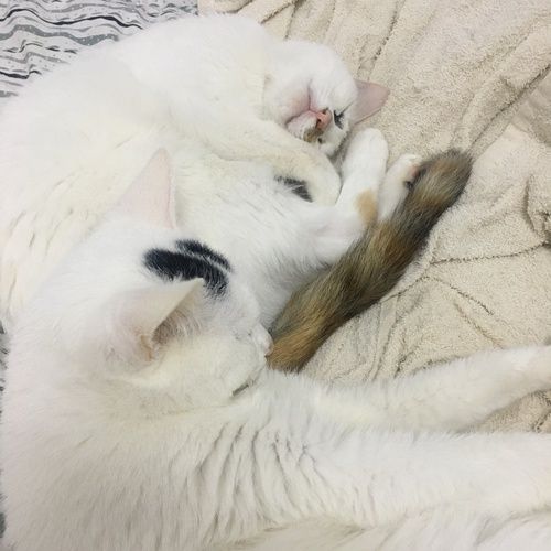 深圳买猫的市场在哪里(深圳龙华的猫狗市场在哪里)