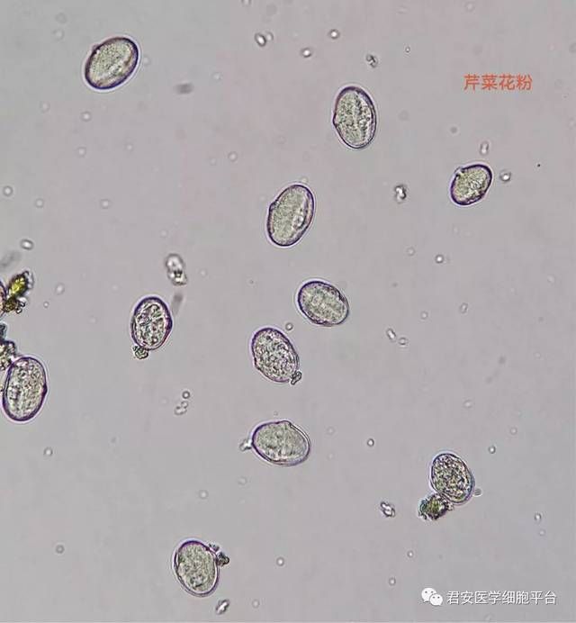 花卵细胞在哪(花的卵细胞发育成什么)