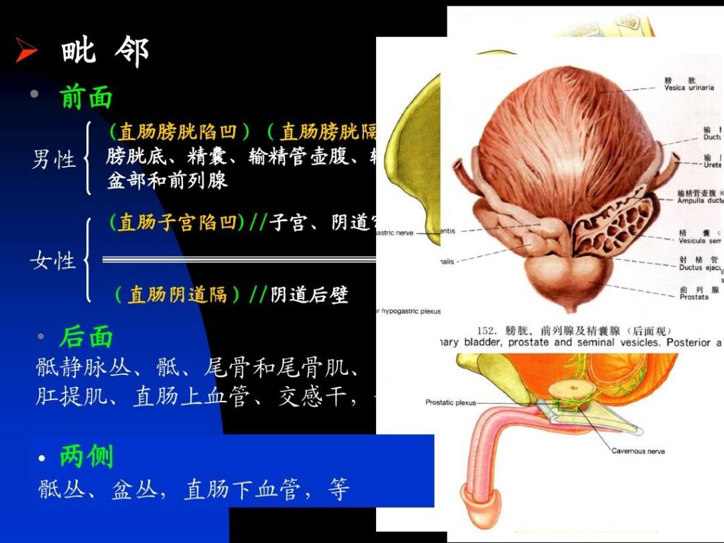 会阴在哪个位置(阴囊在哪里准确位置图)