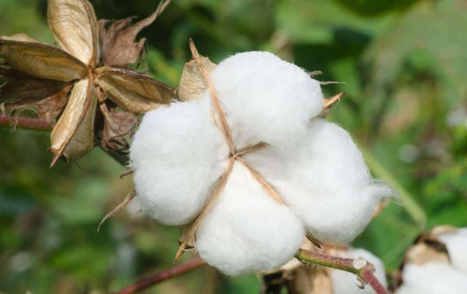 棉花今日价格多少(今日棉花价格多少钱一斤) 棉花今日价格多少(今日棉花价格多少钱一斤)