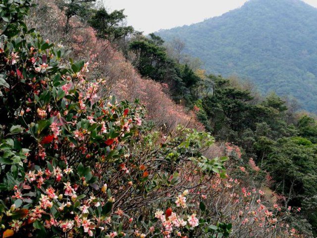 深圳十亩地在哪里(深圳第十人民医院在哪里)