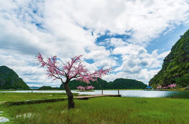 云南十里桃林在哪里(普者黑十里桃花在哪里)