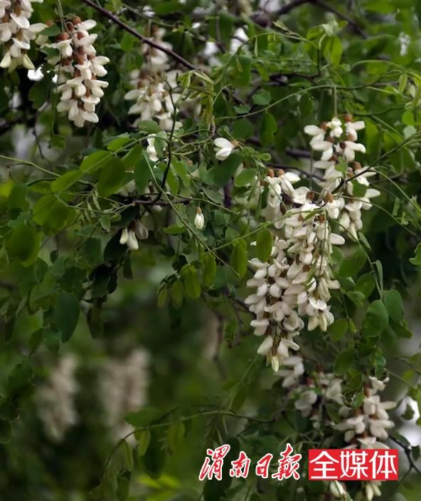 槐米在哪买(槐米在哪里买得到)