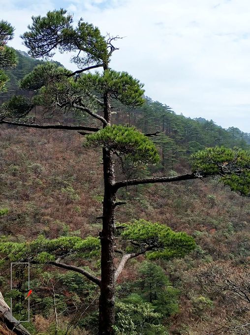 黄山奇松在哪(黄山奇松在哪个景区景色景区)