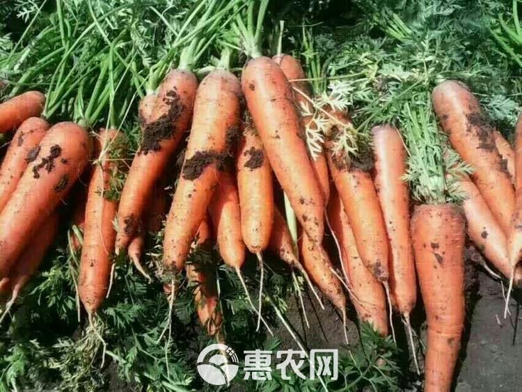 胡萝卜的原产地在哪里(胡萝卜原产地是哪个国家)