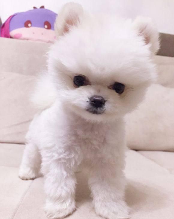 狗狗怎么认小狗(狗狗只生了一只小狗好不好)