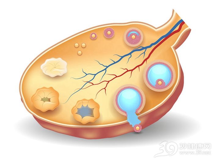 卵子的产生和排出方式(简述卵子的产生及排出途径)