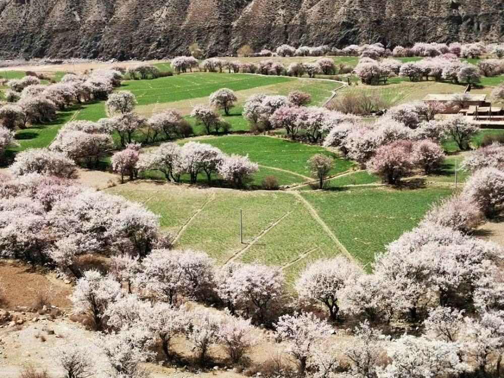 杏花黄在哪(兴化皇嘉大酒店)