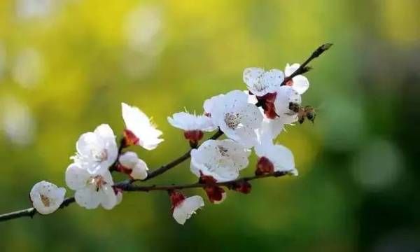 杏花种在哪(杏花在哪种地方开)