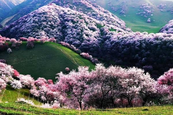 杏花种在哪(杏花在哪种地方开)