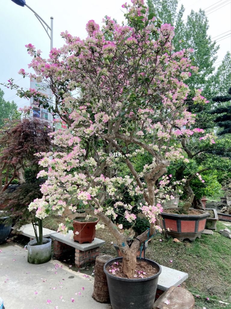 成都花卉批发市场在哪里(成都春天花卉批发市场在哪里)