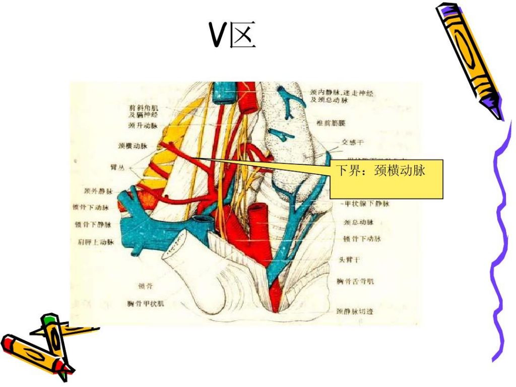 颈部淋巴在哪个位置(颈部淋巴在哪个位置图)