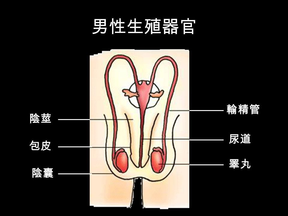 男生阴茎在哪的简单介绍
