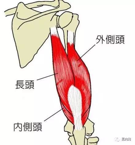 肱三头肌在哪图解(俯卧撑锻炼哪些肌肉)