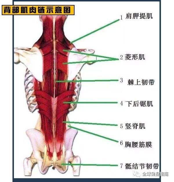 女性腰肌在哪(女性腰肌劳损吃什么药)