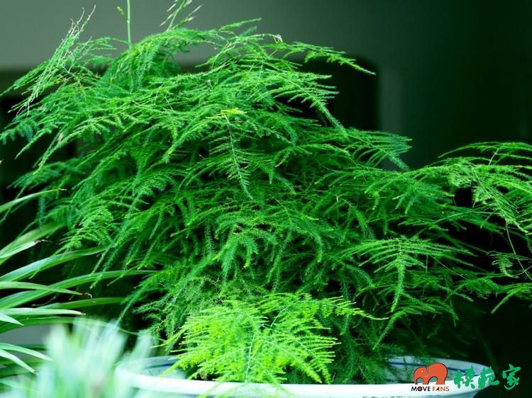 文竹放在哪里风水好(文竹放在阳台好不好风水)