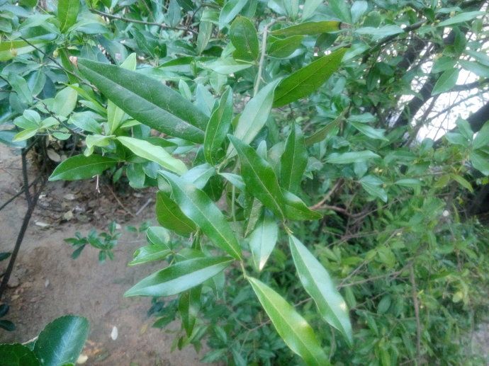 兰花产地在哪里(最名贵的10种兰花图片)