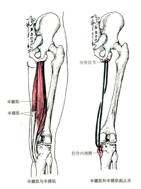 胫后肌在哪(胫后肌腱炎的康复训练)