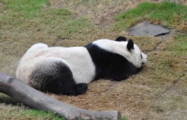 大熊猫分布在哪些国家(大熊猫是我国什么的动物)