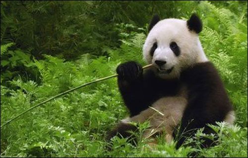 大熊猫分布在哪些国家(大熊猫是我国什么的动物)