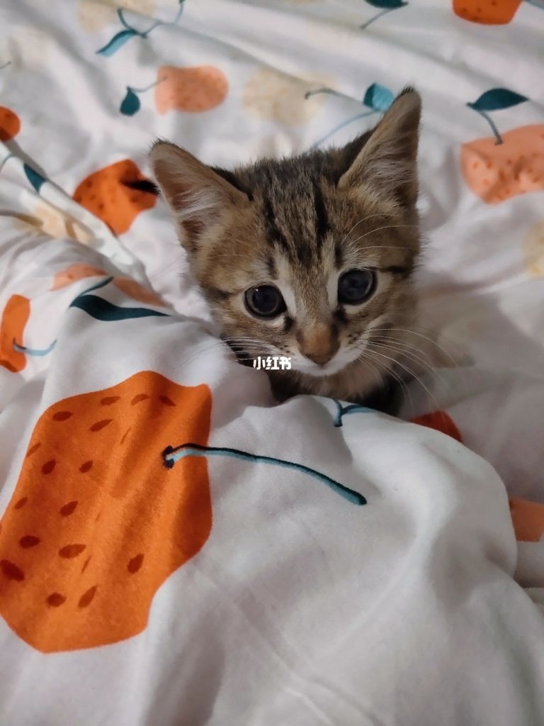猫打疫苗在哪里打(猫咪有必要打疫苗吗)