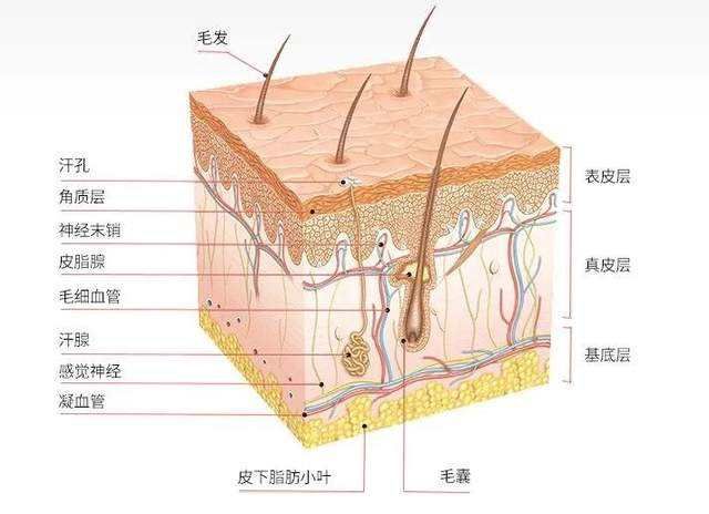 劾肌在哪(颞肌由什么神经支配)